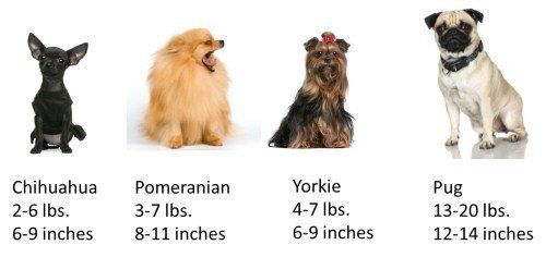 Yorkie Size | Yorkshire Terrier Information Center